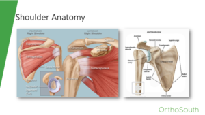Common Shoulder Issues - A Webinar with Dr. Tom Giel
